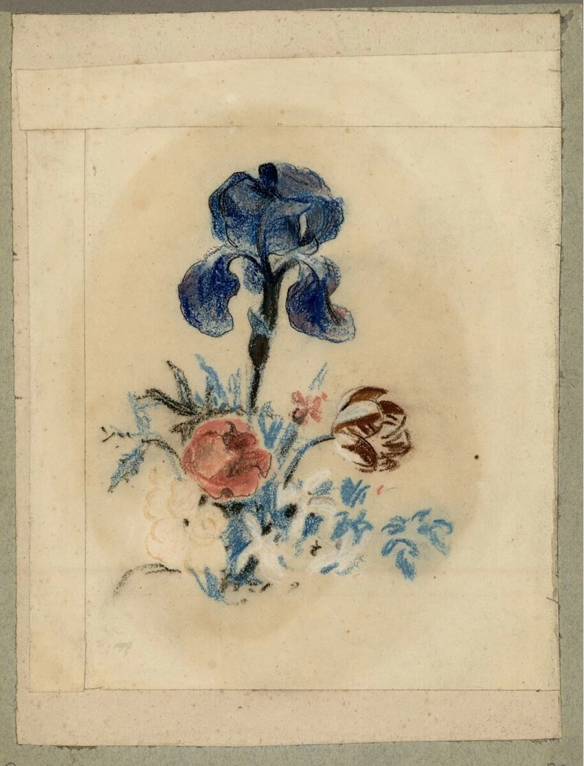 Fiori, Iris